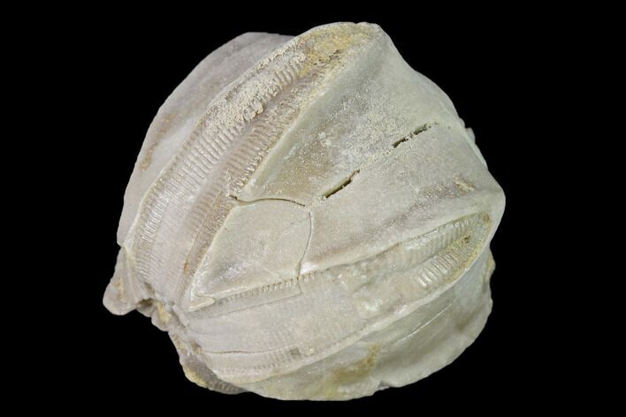Blastoid (Pentremites) Fossil - Tennessee #142122